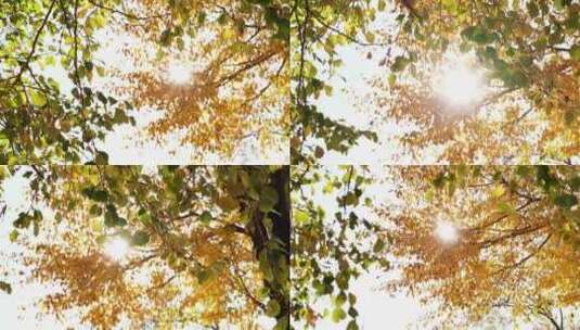 金黄色绿色树叶透过阳光逆光唯美景色高清在线视频素材下载