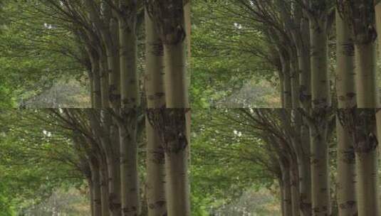 枝繁叶茂的大树高清在线视频素材下载