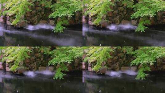 江南园林景观喷雾 枫叶 流水 仙气袅袅高清在线视频素材下载