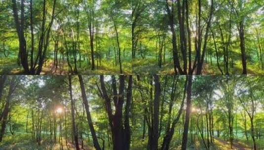 4K-夏日阳光灿烂的森林高清在线视频素材下载