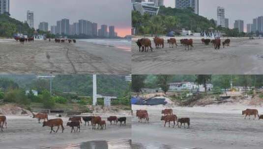惠州散养黄牛高清在线视频素材下载