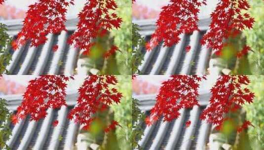 秋天红枫苏州园林屋檐秋季秋意中国风高清在线视频素材下载