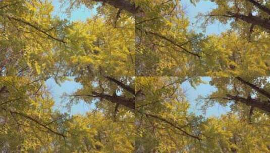 森林秋天的银杏树有鸟飞过高清在线视频素材下载