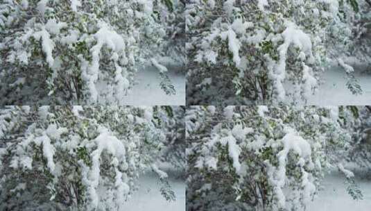 冬天大雪中的雪景风光高清在线视频素材下载