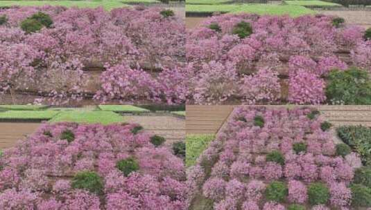 广东省广州市南沙马克村紫花风铃高清在线视频素材下载