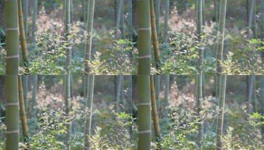 竹林风吹树枝森林树林高清在线视频素材下载