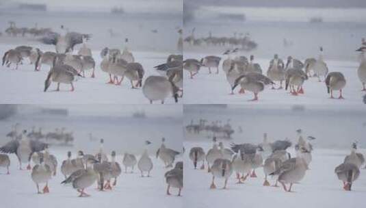 冬季湖面上野生的野鸭子在飞翔觅食高清在线视频素材下载