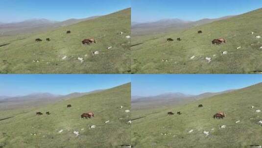 草原上在骏马高清在线视频素材下载