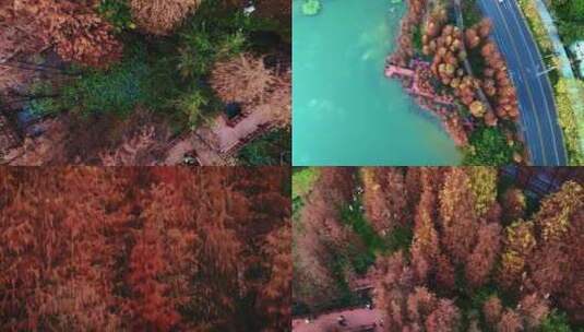 广州黄埔创业公园绝美落羽杉航拍4K视频高清在线视频素材下载