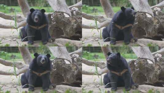 黑熊高清在线视频素材下载