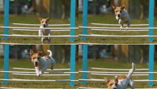 小狗奔跑跨越障碍高清在线视频素材下载