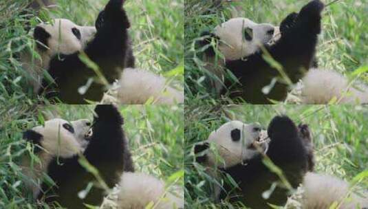 吃竹子的大熊猫特写镜头高清在线视频素材下载