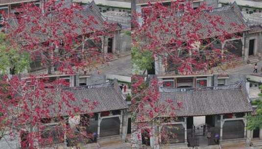 中国广东省广州市海珠区黄埔村木棉花高清在线视频素材下载