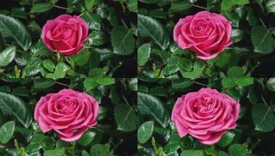 红玫瑰花朵延时摄影高清在线视频素材下载