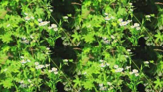 夏天户外的白色野花小雏菊山花实拍素材高清在线视频素材下载