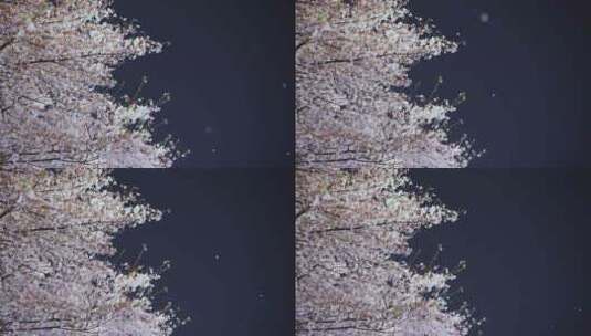 4K夜晚樱花飘落实拍高清在线视频素材下载
