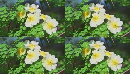 春天阳光下盛开的黄刺玫花朵高清在线视频素材下载