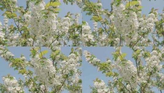 白色海棠花春天花朵花瓣特写空景空镜高清在线视频素材下载