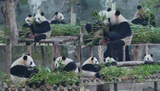 动物园大熊猫四喜丸子吃竹叶视频合集高清在线视频素材下载