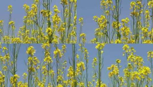 初夏的油菜花田高清在线视频素材下载