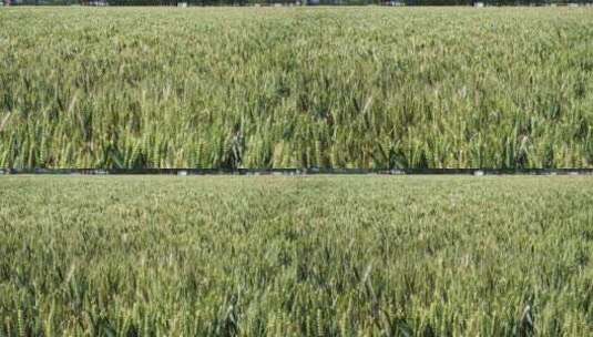 4K风吹小麦麦田高清在线视频素材下载