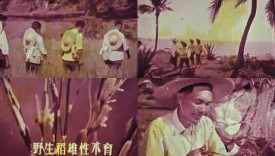 1970年湖南杂交水稻 在海南找到野生不育株高清在线视频素材下载