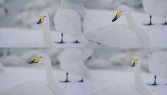 慢动作可爱白天鹅雪景湖景冬日分镜素材高清在线视频素材下载