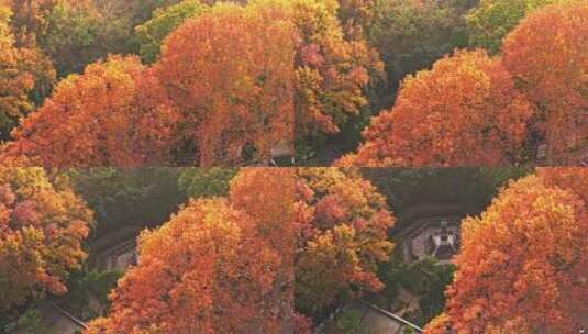 南京钟山风景区音悦台秋景高清在线视频素材下载