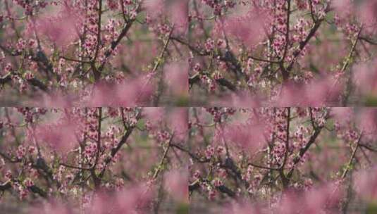晴天树枝上的粉红色花朵高清在线视频素材下载