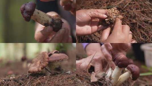 赤松茸 采菌菇高清在线视频素材下载