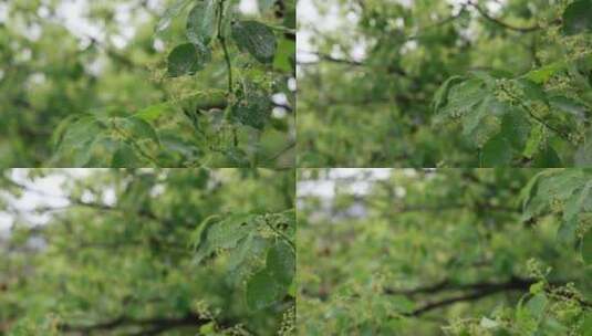 升格慢镜头夏季风雨中飘摇的香樟树绿色树叶高清在线视频素材下载