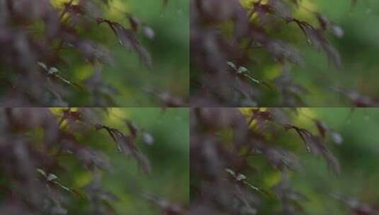 秋天枫叶在雨中轻轻摇动高清在线视频素材下载