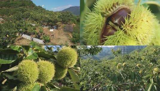 板栗成熟时 果实满枝头 多镜头高清在线视频素材下载