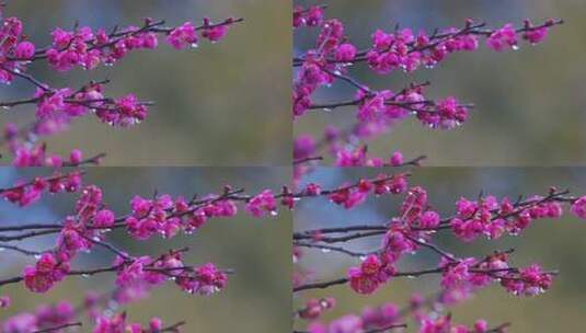 雨中盛开的梅花高清在线视频素材下载