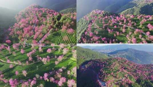 云南大理无量山樱花谷冬樱花茶园航拍高清在线视频素材下载