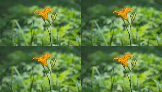 武汉植物园花朵特写高清在线视频素材下载