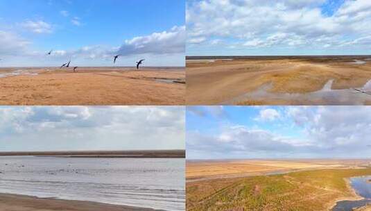 【4K】黄河入海口生态候鸟迁徙高清在线视频素材下载