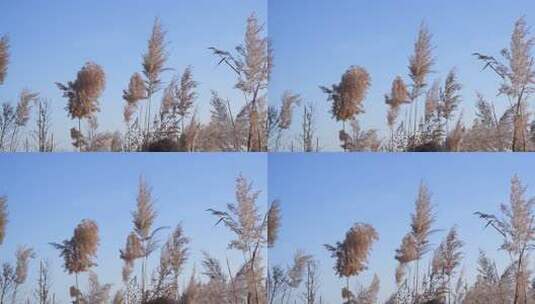芦苇 湿地 芦苇田 植物 大片芦苇 芦苇地高清在线视频素材下载