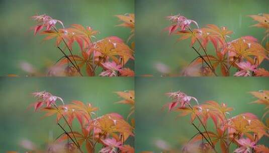 红枫叶下雨小雨秋雨秋天立秋高清在线视频素材下载