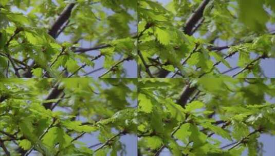 YM5532阳光风吹树叶高清在线视频素材下载