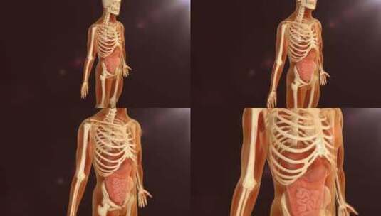 人体透明动画高清在线视频素材下载