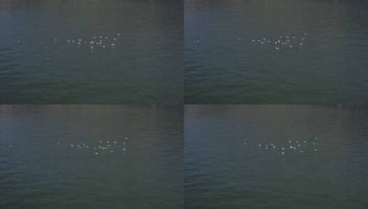 湖面飞鸟洱海风景航拍高清在线视频素材下载