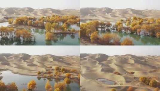 4K视频南疆沙漠胡杨林航拍高清在线视频素材下载