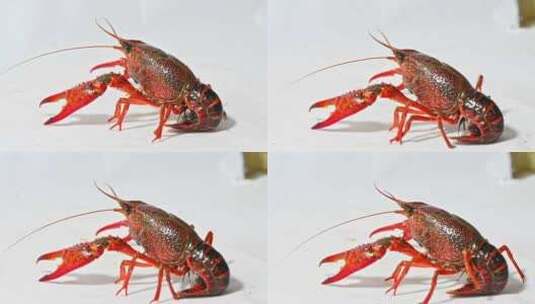 白色背景活的小龙虾爬动海鲜生鲜虾摆拍高清在线视频素材下载