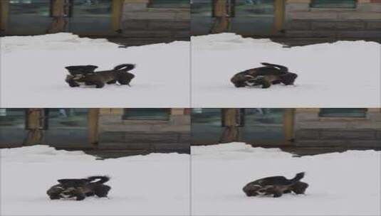 新疆，在雪地里玩耍的可爱狗狗。高清在线视频素材下载