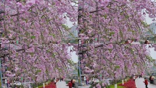 粉色的樱花花朵美景景色自然风景自然风光高清在线视频素材下载