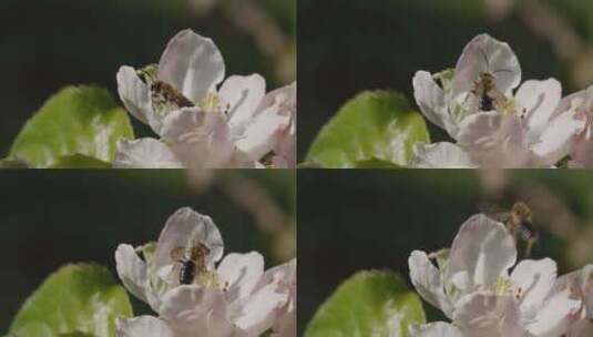 蜜蜂，授粉，昆虫，传粉者高清在线视频素材下载