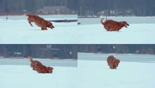 狗，金毛猎犬，玩耍，雪高清在线视频素材下载