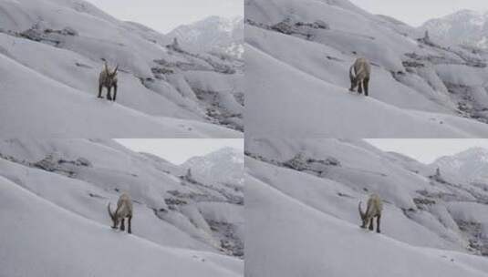 山羊，山羊，山脉，雪高清在线视频素材下载