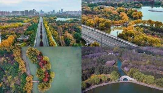 合集 | 洛阳秋景隋唐植物园聂泰路秋色高清在线视频素材下载